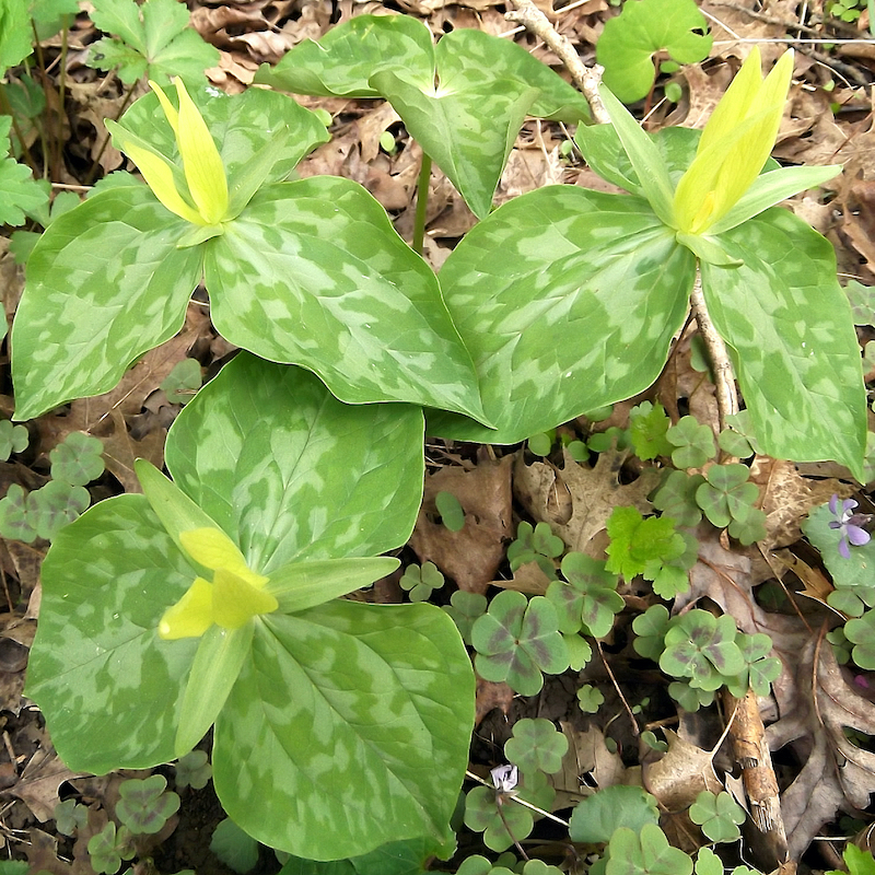 Trillium luteum, Yellow Trillium