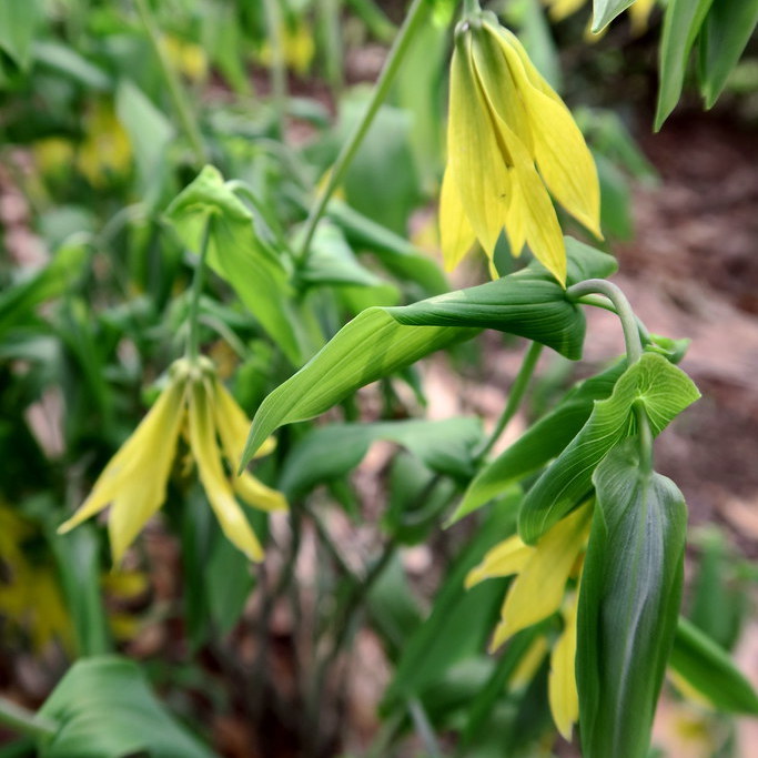 Uvularia grandiflora, Large-Flower Bellwort