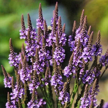 Verbena hastata, Blue Vervain