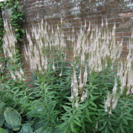 Veronicastrum virginicum culver's root