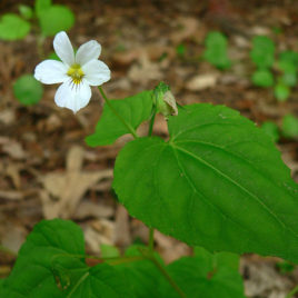 Viola canadensis