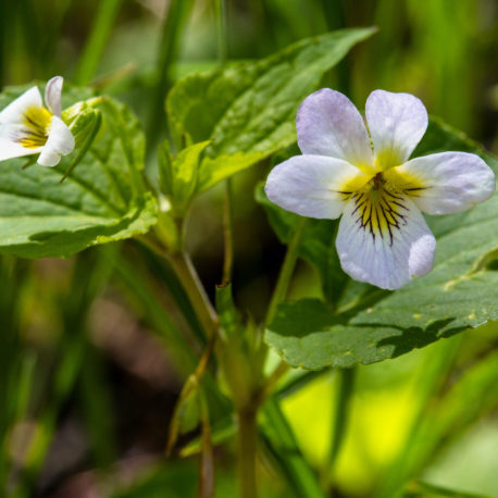 Viola-canadensis-canadian-white-violet2