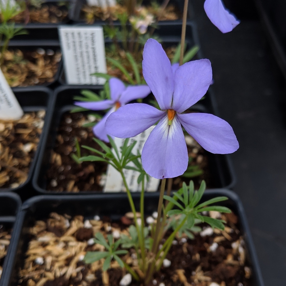 Viola pedata bird's foot violet