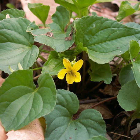 Viola pensylvanica pa violet