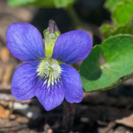 Viola sororia Meadow Blue Violet