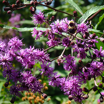 Vernonia gigantea, New York Ironweed