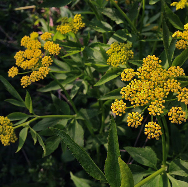 Zizia aurea, Golden Alexander - Keystone Wildflowers