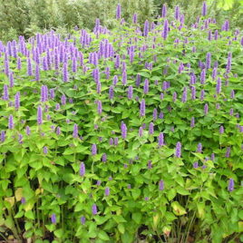 Agastache foeniculum anise hyssop