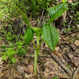 Arisaema triphyllum Jack-in-the-pulpit