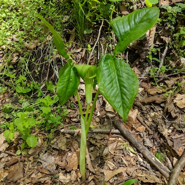 Arisaema triphyllum Jack-in-the-pulpit