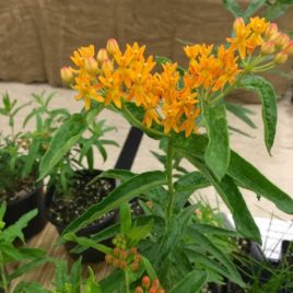 Asclepias tuberosa butterfly milkweed