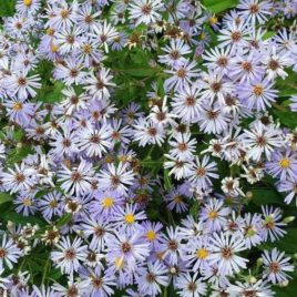 aster novi-belgii new york aster