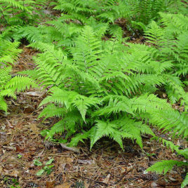 Athyrium filix-femina Lady Fern