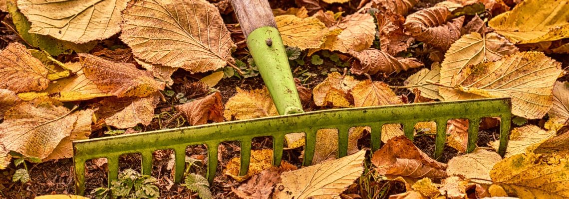 autumn fall planting native plants garden