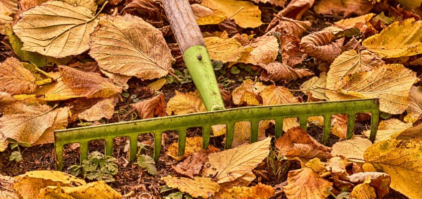 autumn fall planting native plants garden