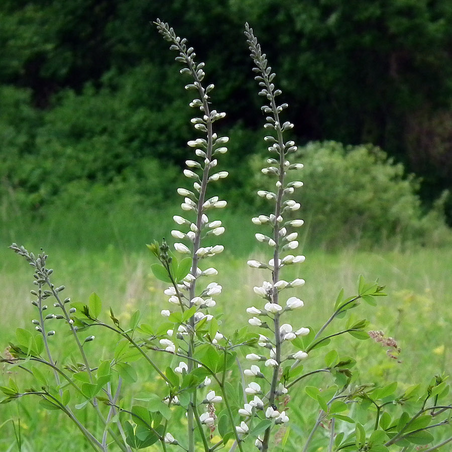 Baptisia alba, White Wild Indigo