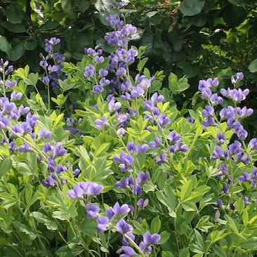 Baptisia australis Blue Wild Indigo