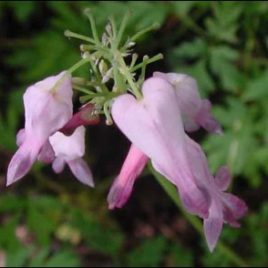 Dicentra eximia Bleeding Heart wildflower