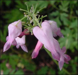 Dicentra eximia Bleeding Heart wildflower