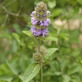 Blephilia ciliata, Downy Wood Mint