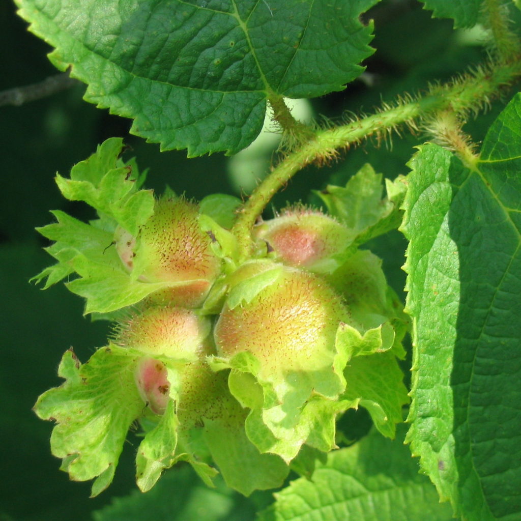 corylus americana american hazelnut