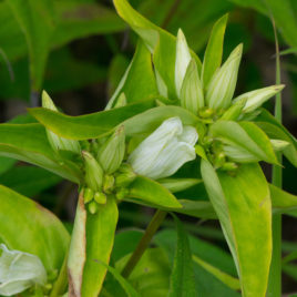 Gentiana flavida, Cream Gentian