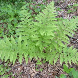 Dennstaedtia punctilobula, Hay-Scented Fern