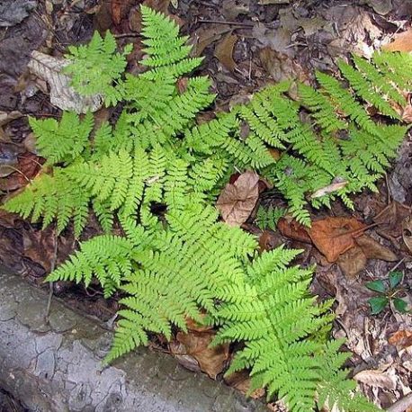 Dryopteris intermedia, Wood Fern