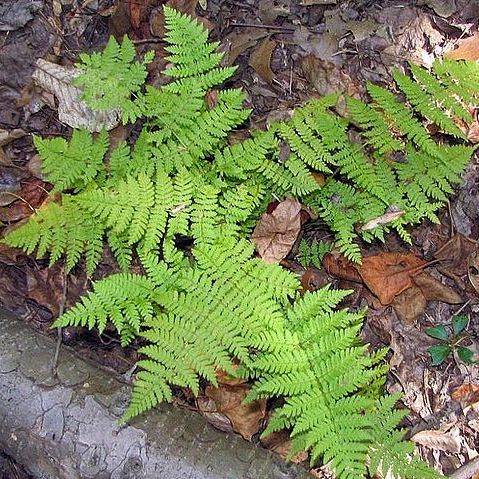 Dryopteris intermedia, Wood Fern