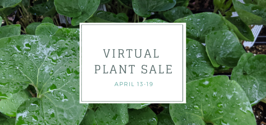 virtual plant sale 2020