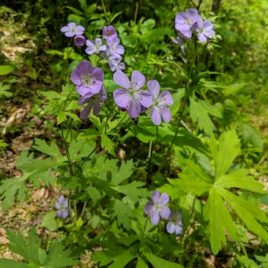 Geranium maculatum wild geranium