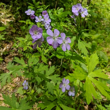 Geranium maculatum Wild Geranium