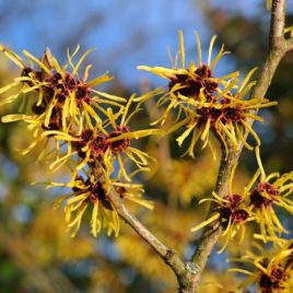 Hamamelis virginiana, Witch Hazel