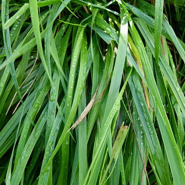 Sweet Grass