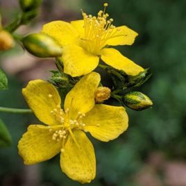 Hypericum punctatum, Spotted St. John’s Wort