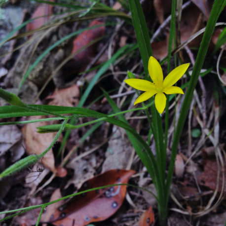 Hypoxis hirsuta Yellow Star Grass