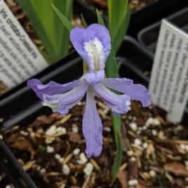 iris cristata dwarf crested iris