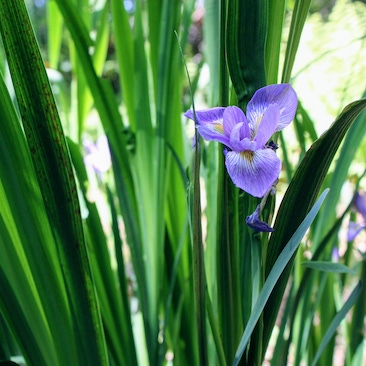 Iris versicolor Northern Blue Flag Iris