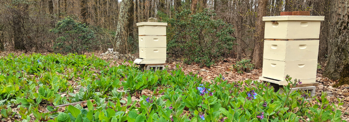 beekeeping and landscape consulting services