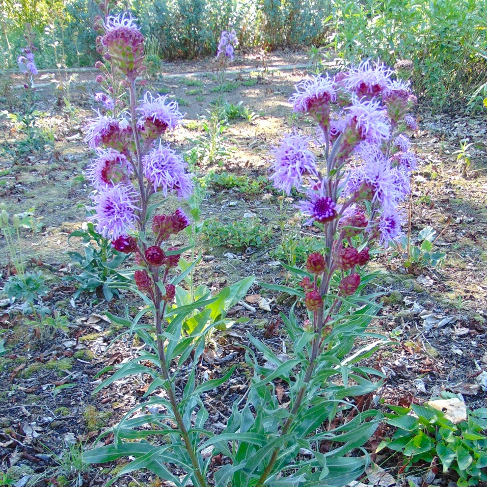 Liatris ligulistylis, Meadow Blazing Star