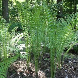 Matteuccia struthiopteris Ostrich Fern