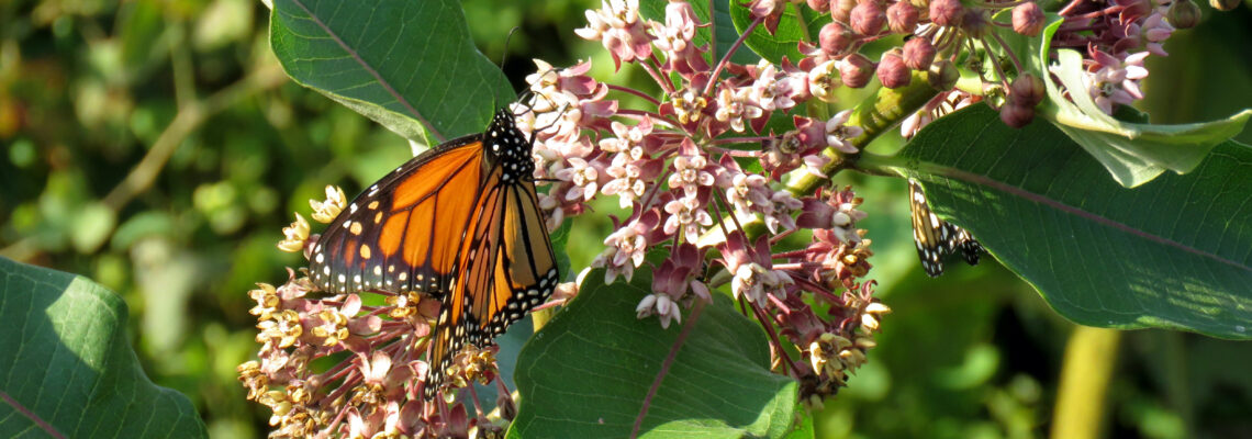 monarch butterfly on milkweed