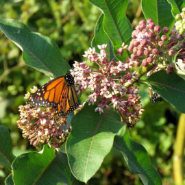 monarch butterfly on milkweed