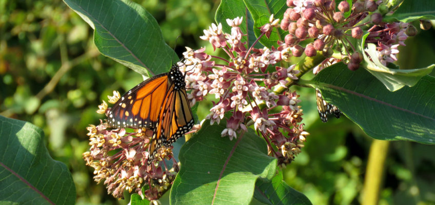 monarch butterfly on milkweed