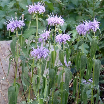 Monarda fistulosa Wild Bergamot