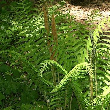 Osmunda cinnamomea, Cinnamon Fern