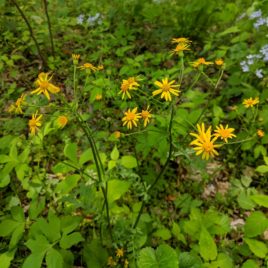 packera aurea golden groundsel ragwort