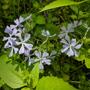 Phlox divaricata, Wild Blue Phlox