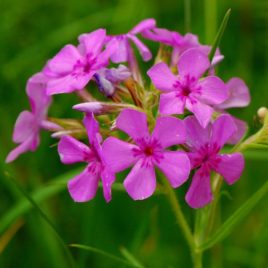 Phlox pilosa, Prairie Phlox