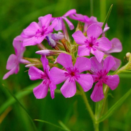 Phlox pilosa, Prairie Phlox